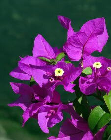 花 ブーゲンビリア 7月15日の花と花言葉 ブーゲンビリア 魅る魅るガーデニング