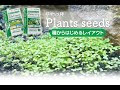 いろいろ ソイル 水草 種 330260-ソイル 水草 種