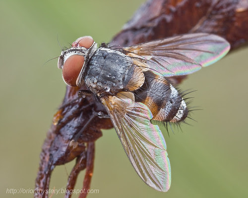 Fly: Tachinidae - possibly Carcelia sp....IMG_0833 copy