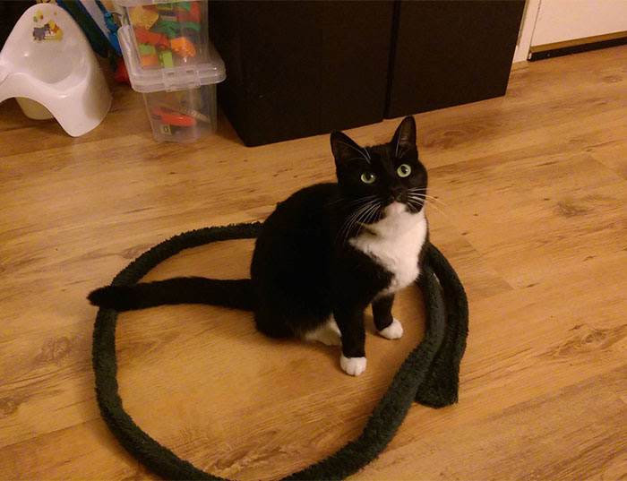 how-to-trap-a-cat-circle-15