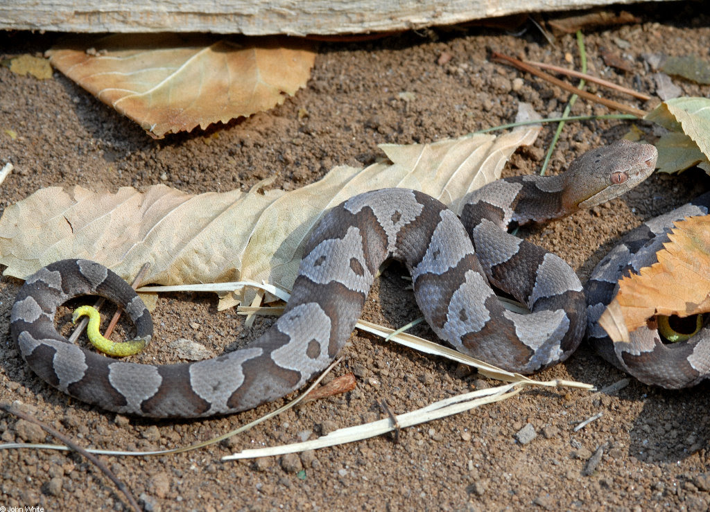 Copperheads And Similar Looking Harmless Species