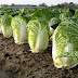 Beautiful Chinese Cabbage Farm and Harvest in Japan! See enjoy the video inside 