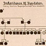 Taking a look at the chart its easy to see me and my youngest sister have brown eyes. one hundred years latereye color genes visualized