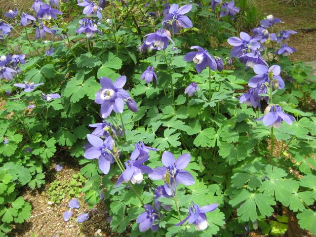 オダマキの花と静御前の歌 月に昇るその日まで
