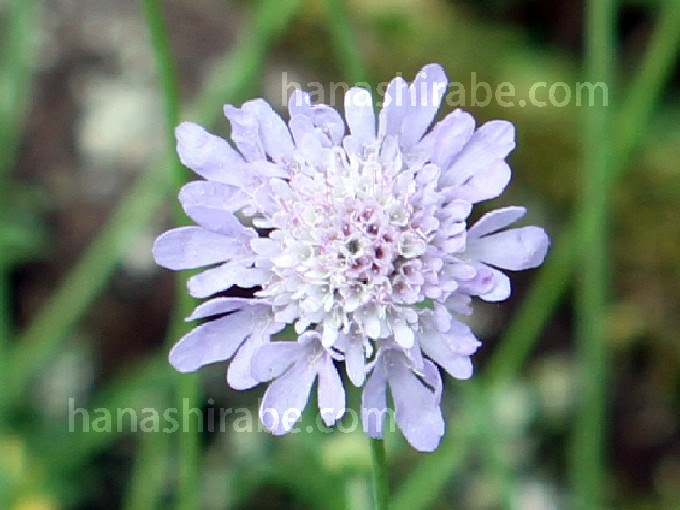 マツムシソウ 花しらべ 花図鑑