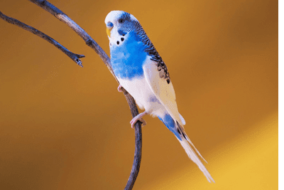 インコの種類と飼い方 犬や猫の写真から作る名前入りオーダーメイドペットグッズ専門店 人とペットの絆を結ぶ Hpt