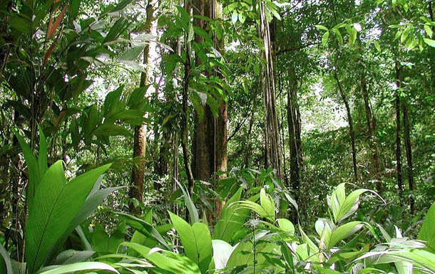 Обнаружено самое высокое дерево Африки