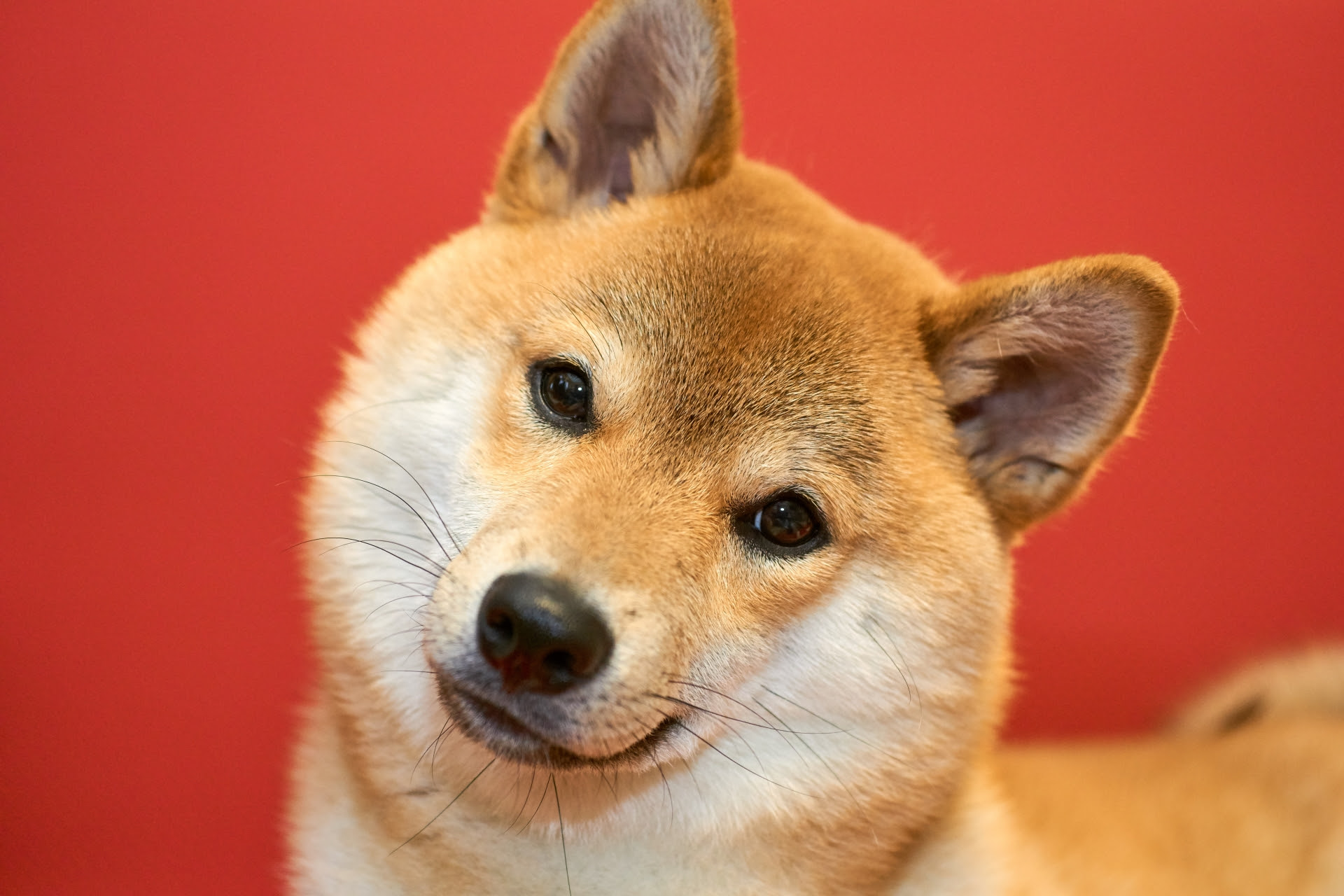 犬 戌 をテーマにした無料写真素材10選 商用利用可 Acワークスのブログ