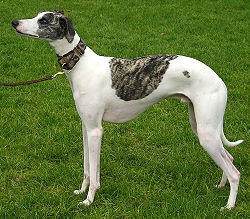 WhippetSpecial Breed Dog