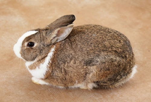 うさぎは去勢後凶暴になる 性格の変化について 生き物navi