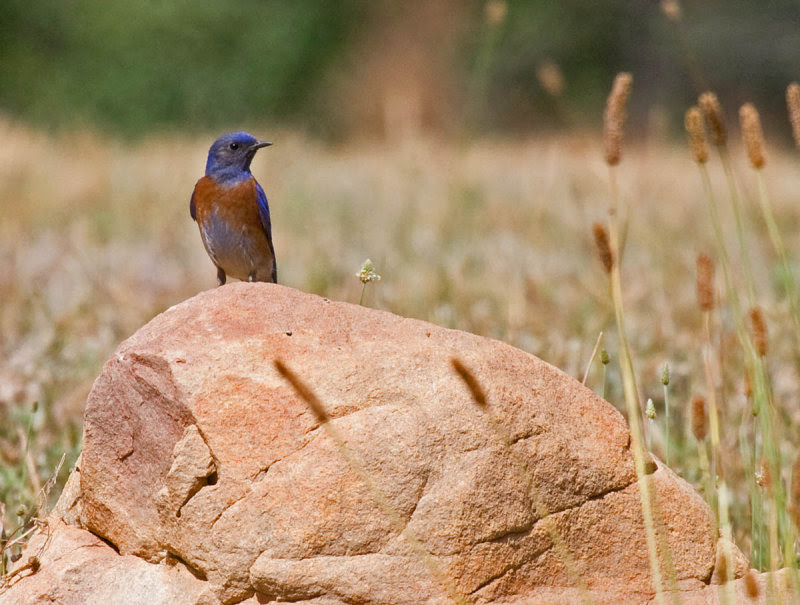 Western Bluebird