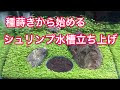 コレクション エビ 水草水槽 312803-水草水槽 エビ