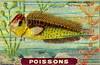 nes poissons 3