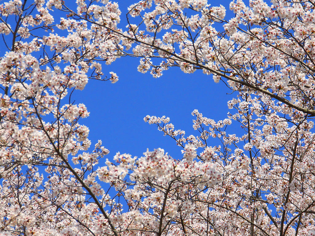壁紙 桜 Xga1024 768デスクトップ壁紙 兵庫と神戸の写真ブログ