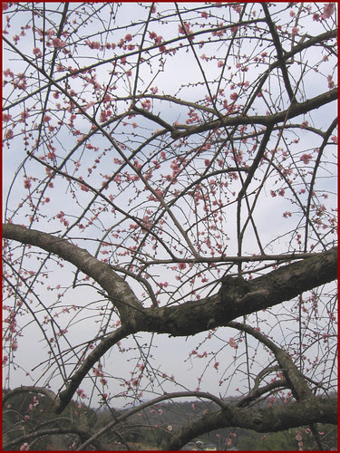 07 Hiroshige branches