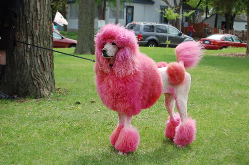 Packs of poodles did not roam Africa