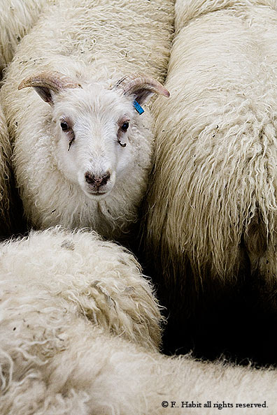 Iceland. Sheep.