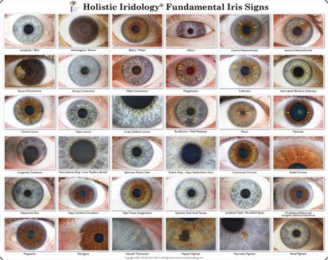 This is because several factors like breed, coat color, the color of the light, and dog eye color can all affect the reflection color. charts dr peseks holistic iridology