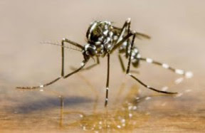 Asian tiger mosquito