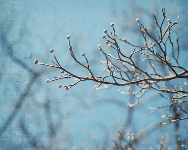 Dogwood branch