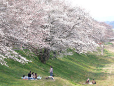 三刀屋川堤桜並木