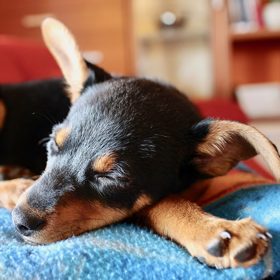 愛犬がなかなか起きない 犬の睡眠時間の秘密 人間よりも多い 少ない