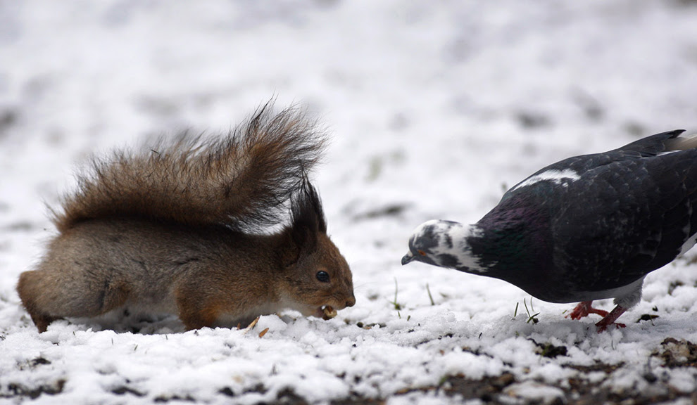 Ένας σκίουρος υπερασπίζεται την τροφή  του από ένα περιστέρι μετά την χιονόπτωση σε κεντρικό πάρκο στο Μινσκ, Λευκορωσία