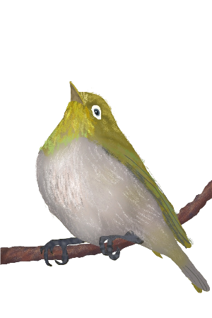 めじろ メジロ 冬のイラスト素材 無料テンプレート