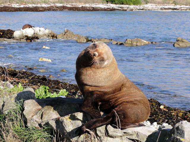Zeehond @ Kaikoura