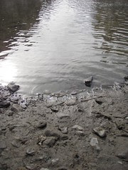 Mud Walled