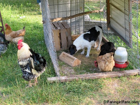 Chicken Bert 3 - FarmgirlFare.com