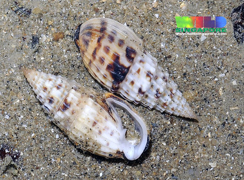 Cat's ear pyramid snails (Otopleura auriscati)