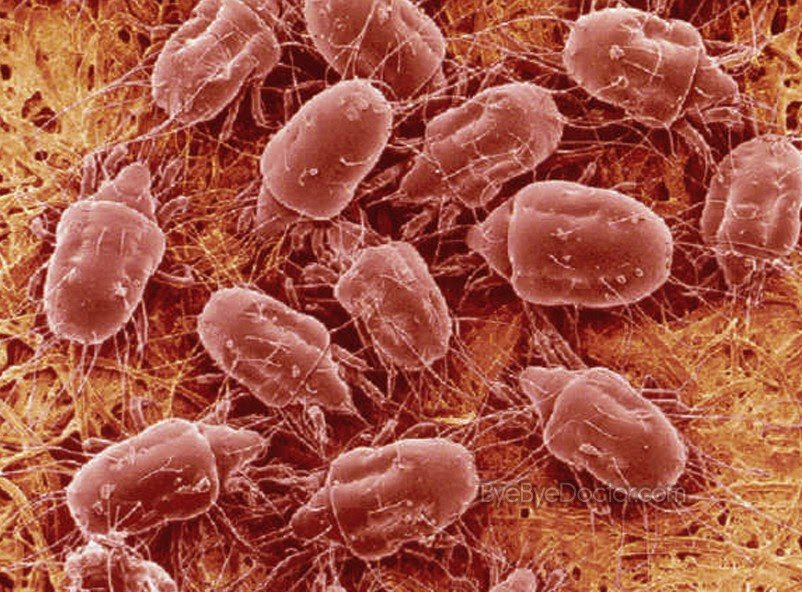 dust mites pictures