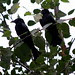 SPangled Drongo adult and juv