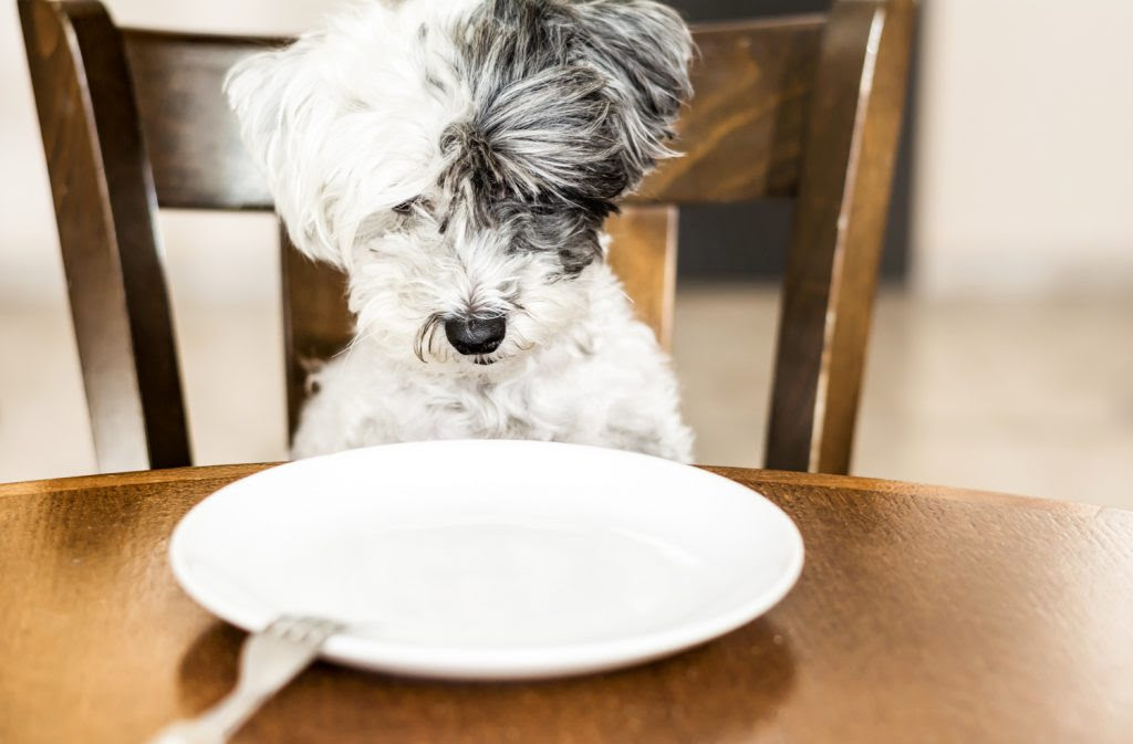 犬の甲状腺機能低下症 治療と食事 ドッグフード ラボ