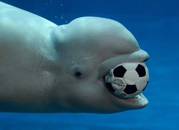perierga.gr - Φάλαινες "προπονούνται" στο ποδόσφαιρο!