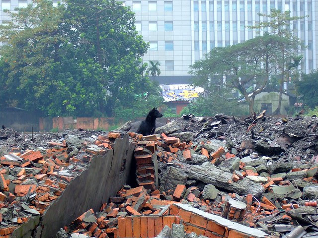 暫居建築地的狗狗。