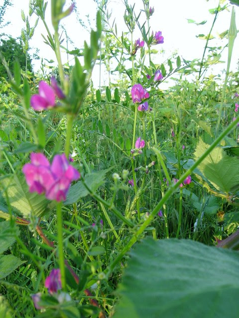 naito_plants2