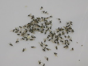 蛍光灯のカバーに集まった羽アリ シロアリ調査隊