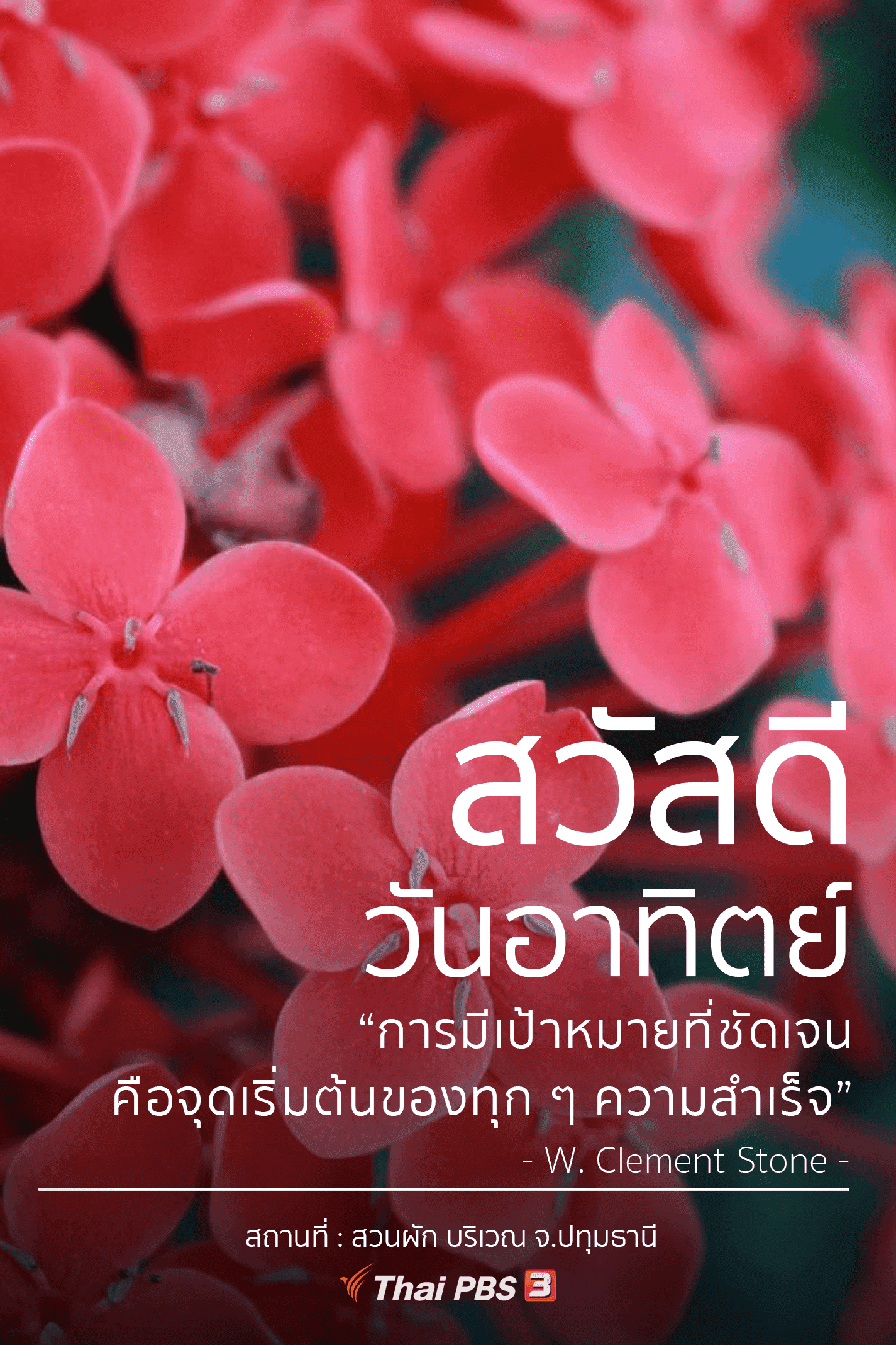 ดอกเข็ม - Thai PBS สวัสดีทุกสีวัน