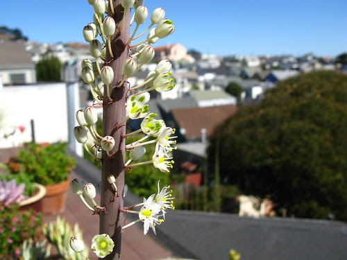 Urginea maritima