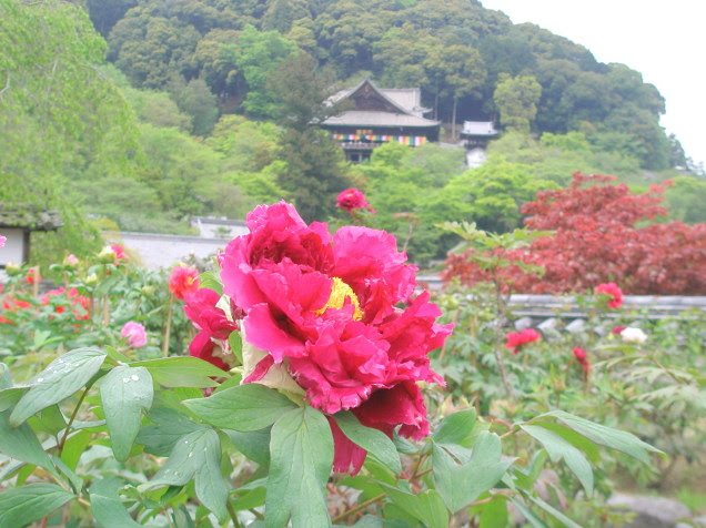 奈良花旅花散歩