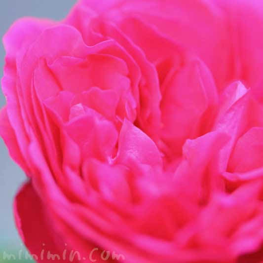 バラの花言葉 名前の由来 薔薇の花の写真 みみみんブログ