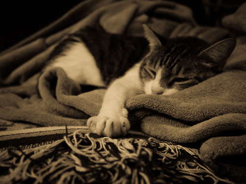Lucy Paw Out