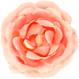 花イラスト無料素材 バラの無料イラスト素材