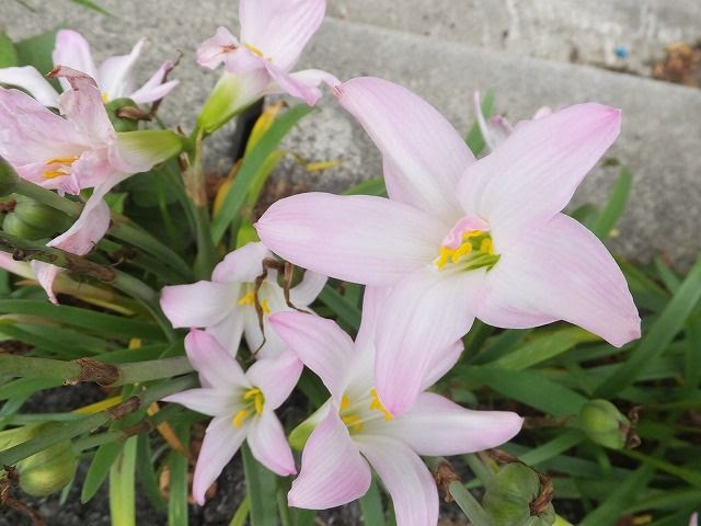 サフランモドキとカタバミの花 私の散歩道