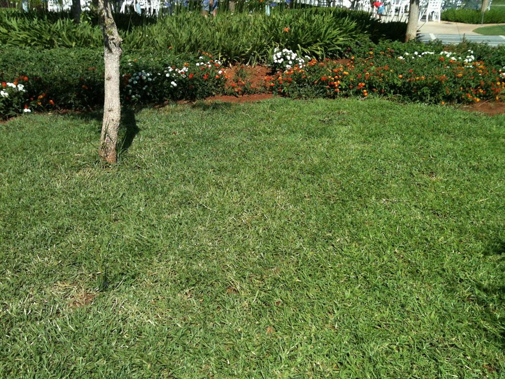 Q Grass 22