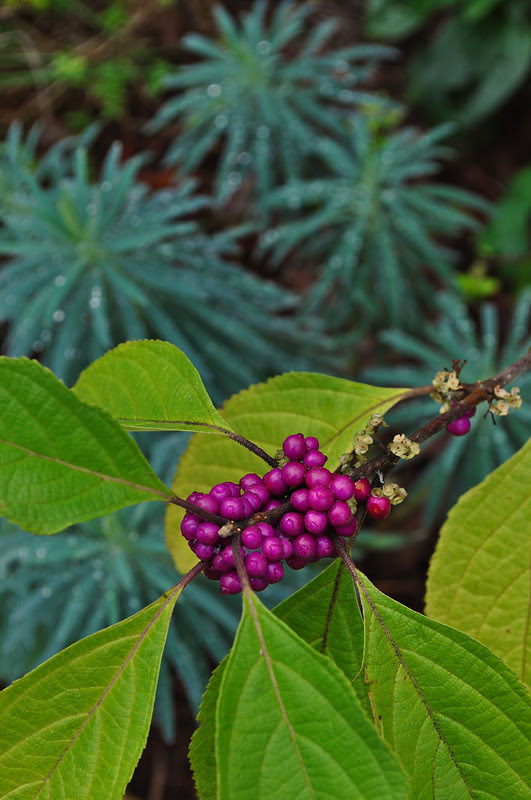 Callicarpa americana