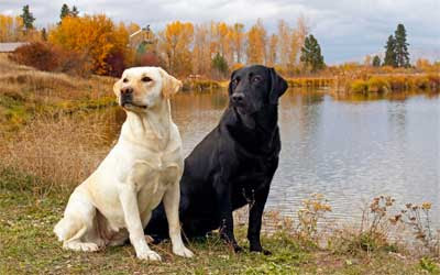 Sebagai salah satu anjing paling populer di Amerika, anjing Labrador retriever memiliki sifat setia, penuh kasih sayang dan sabar, membuatnya sangat cocok sebagai anjing keluarga.