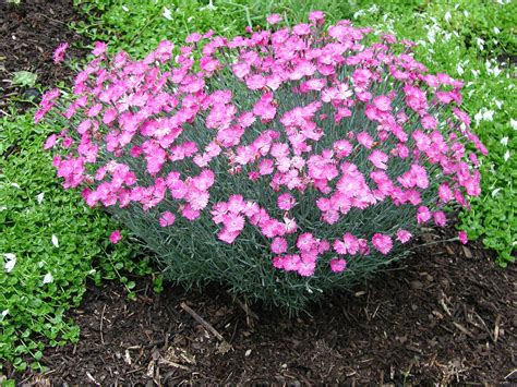 dianthus carnation